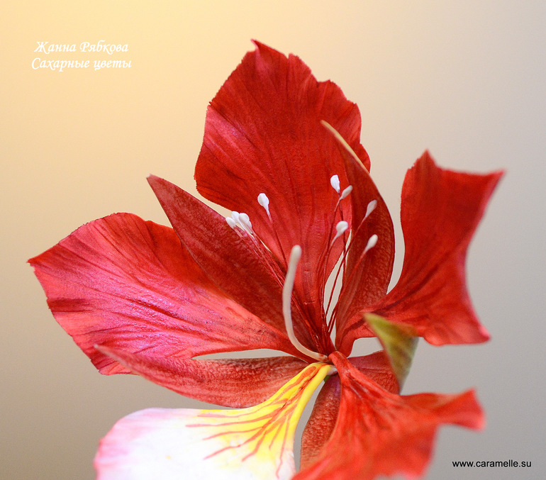 Сахарный Фламбаян...