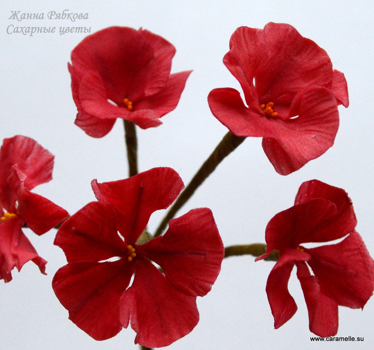 Цветы герани...