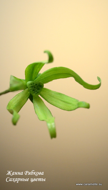 Сахарный Иланг-Иланг...)))