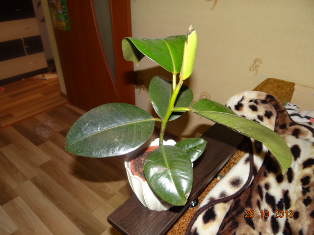 Фикус каучуковый