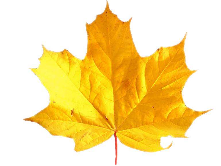 Контрольное задание № 10. Использование быстрой и обтравочной масок