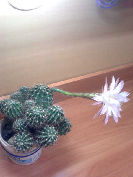 Кактус зацвел!