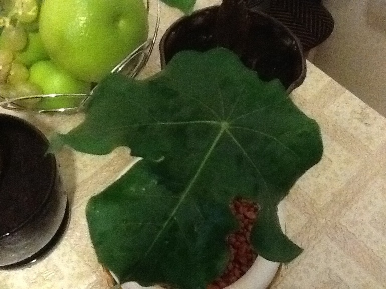 Инопланетные обновки:)