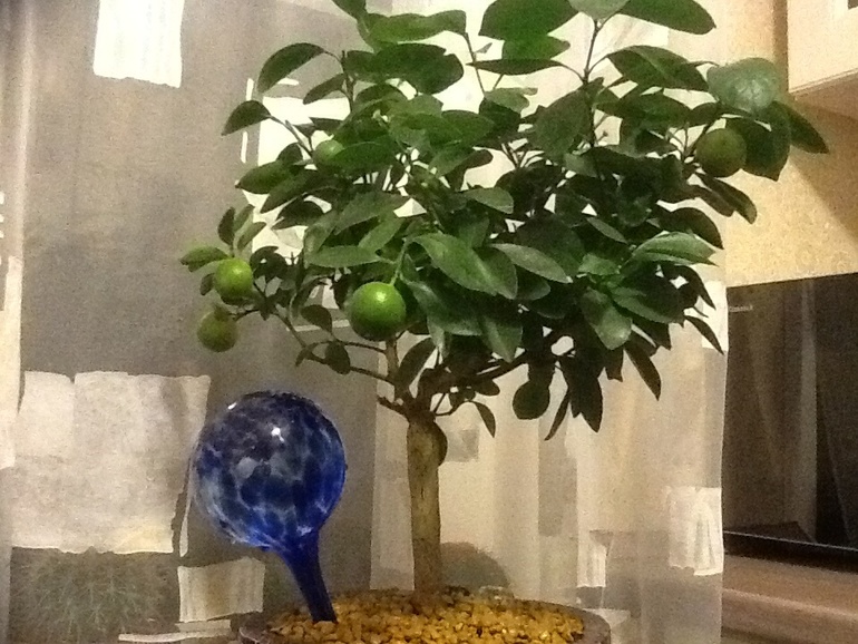 Каламондин сбросил