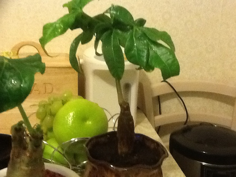 Инопланетные обновки:)