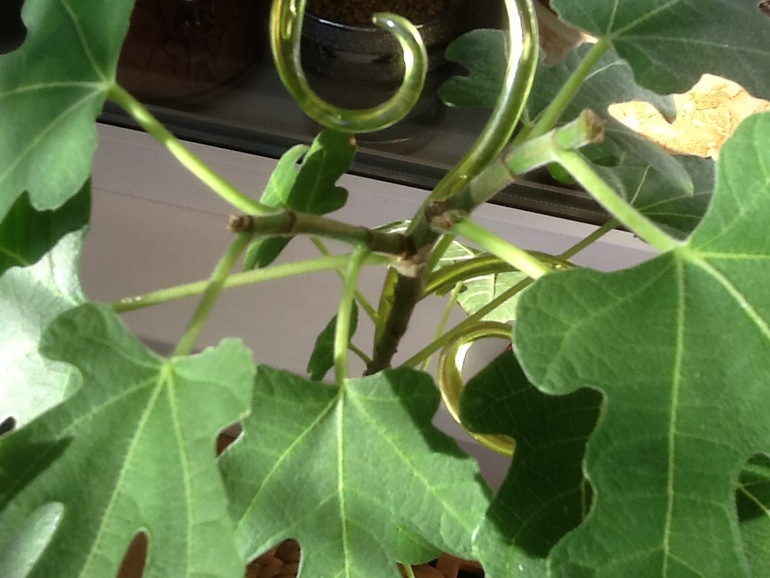 Результат от фитогормона