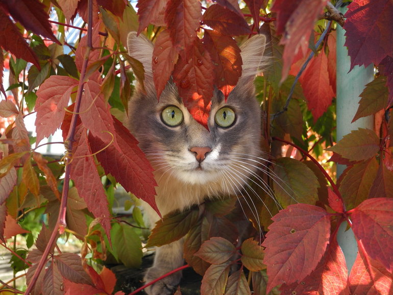 Pin by Cathy Anderson on Animals Cats, Beautiful cats, Crazy cats