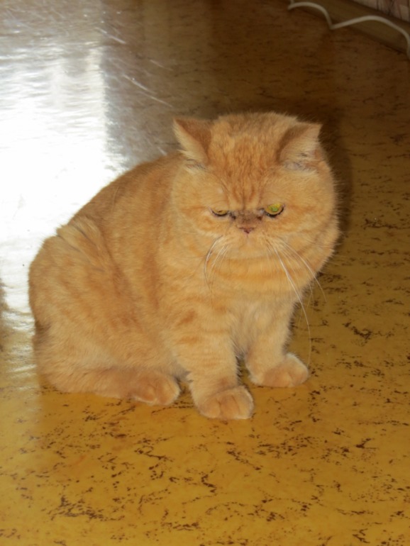 Моя котейка Сонька.