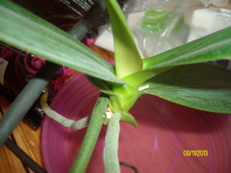 Пересаживаю орхидею. Нужна помощь!!!