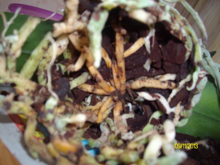 Пересаживаю орхидею. Нужна помощь!!!