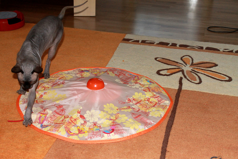 Третий пост за неделю о Клео :-)