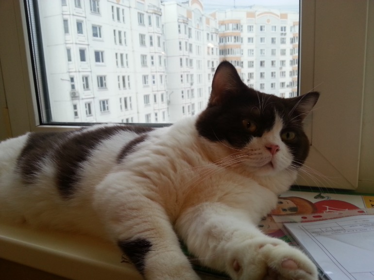 Стёпыч (просто фото)