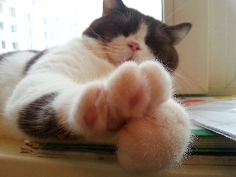 Стёпыч (просто фото)