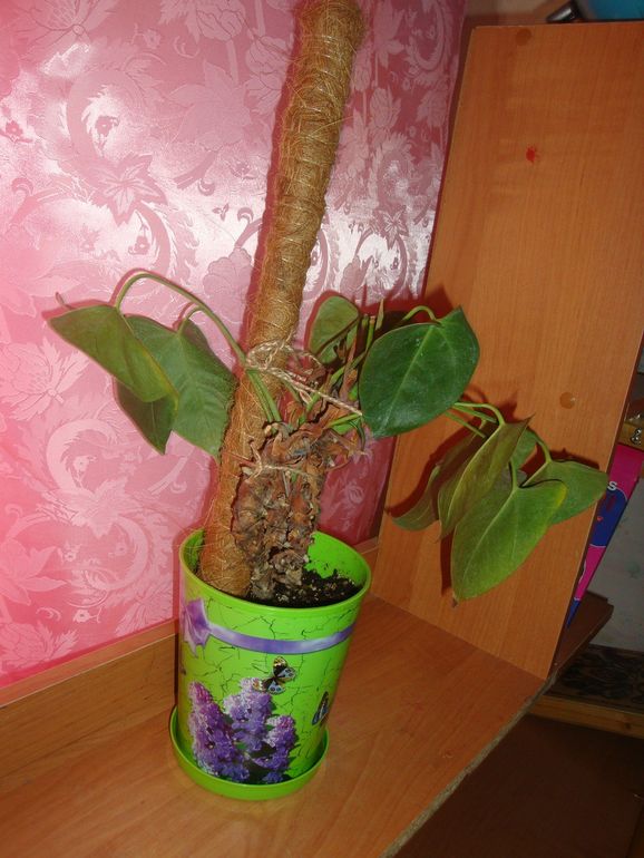 Обновления Антуриума