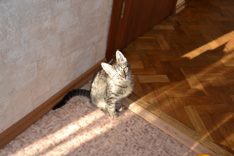 Наш Кузьма или история одного двОрянина