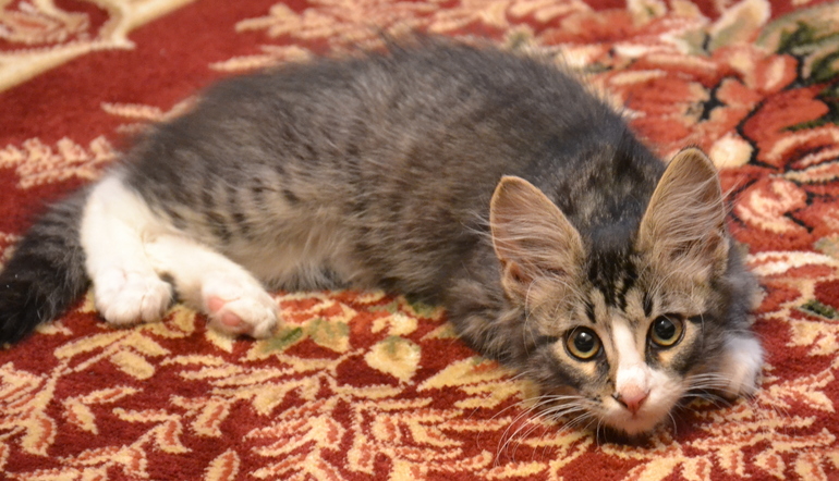 Наш Кузьма или история одного двОрянина