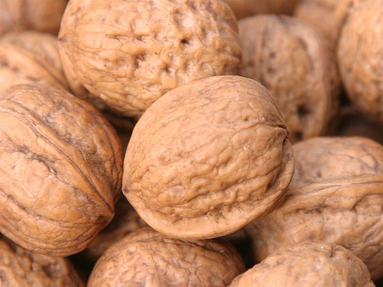 ТН Объекты природы День 2 Орех