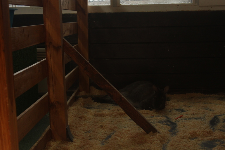 Контактный зоопарк "Жили у бабуси"