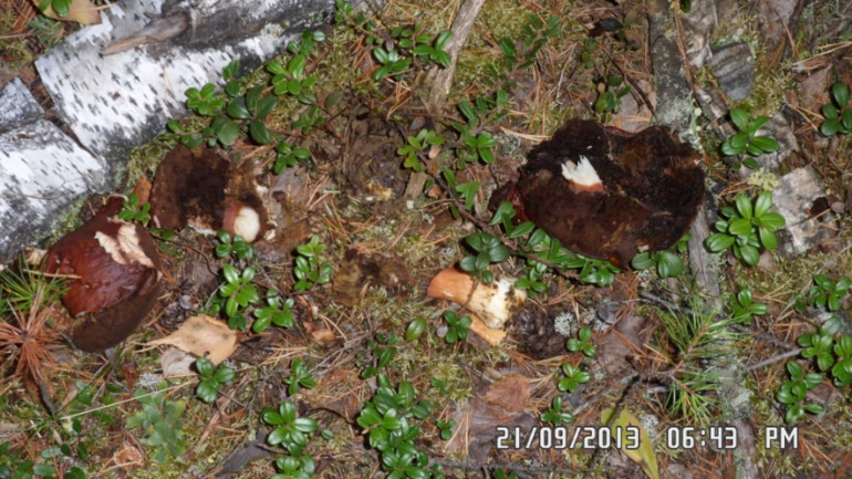 Осенняя поездка в лес