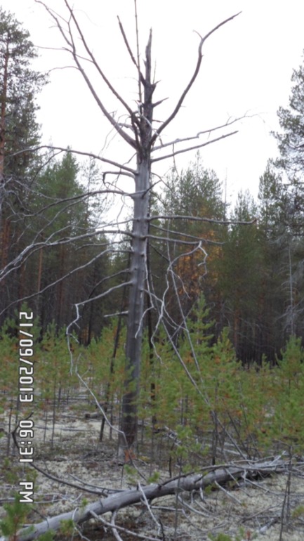 Осенняя поездка в лес