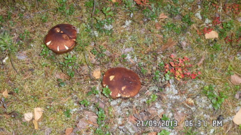 Осенняя поездка в лес