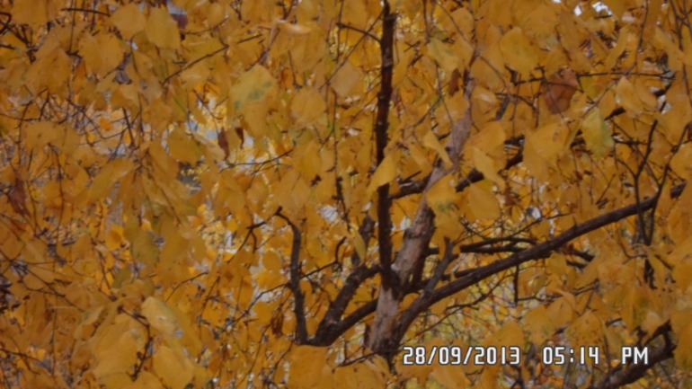 Осенняя поездка в лес