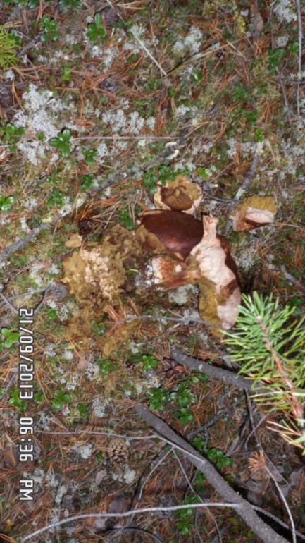 Осенняя поездка в лес