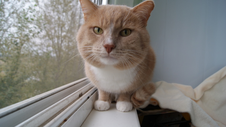 Осенняя Тильда