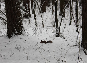 Наш образ на конкурс Слингостиля осень-зима 2013-2014