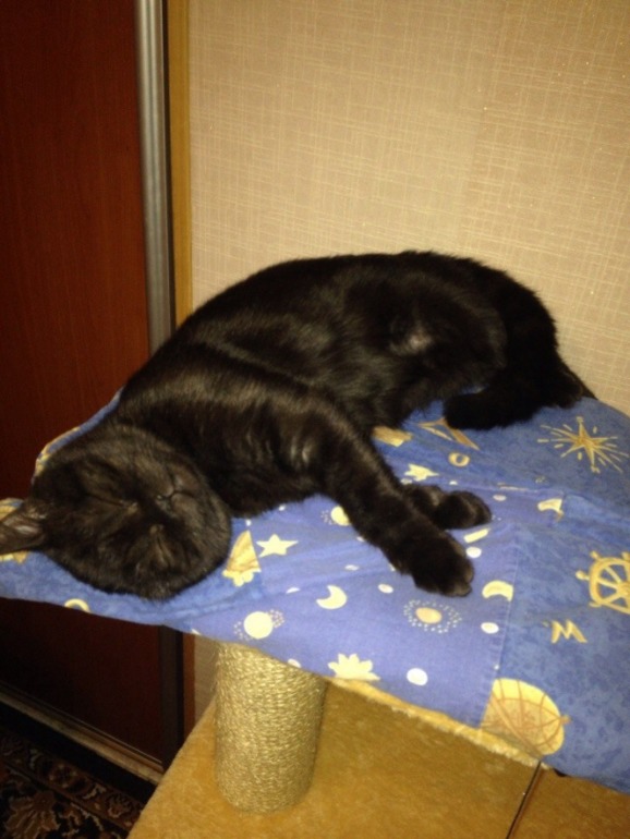 Немножко моей чернопопой козочки))))