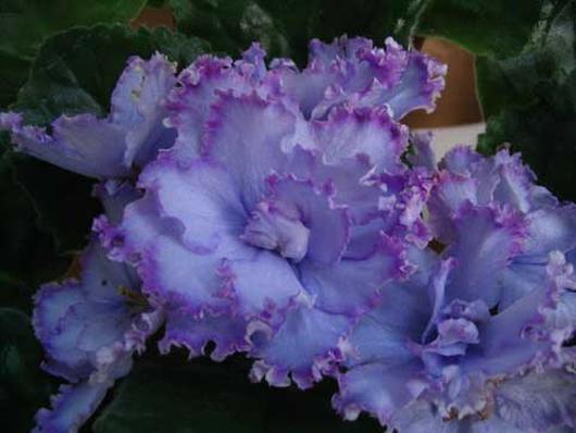 Фиалки - черенки и детки )