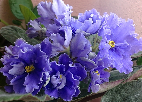 Фиалки - черенки и детки )
