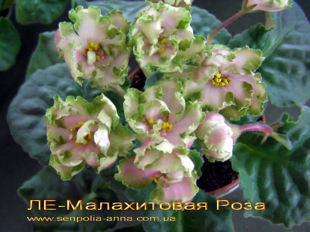 Фиалки - черенки и детки )