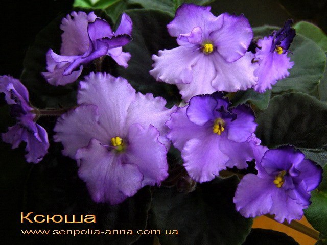 Фиалки - черенки и детки )