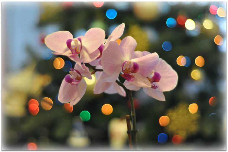 Ну, и наше новогоднее украшение квартиры!