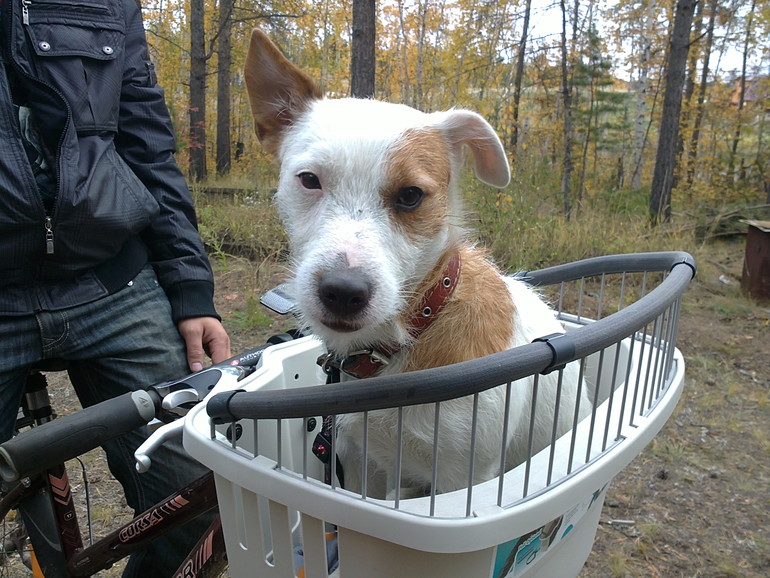 Длинный рассказ про нашего питомца