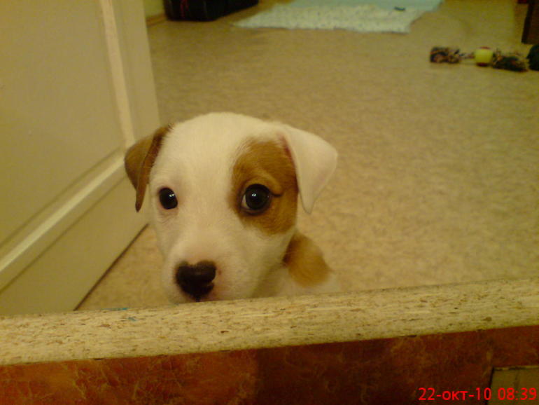 Длинный рассказ про нашего питомца