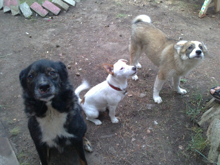 Длинный рассказ про нашего питомца