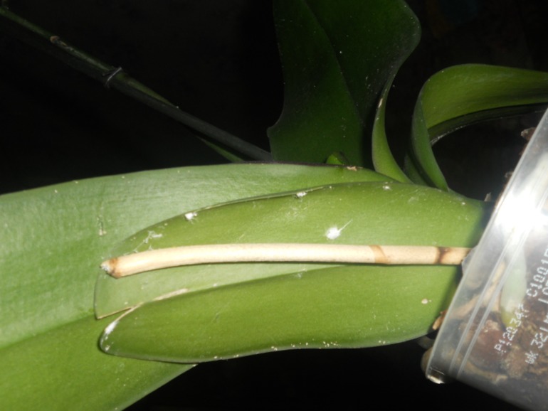 Девочки, помогите пожалуйста!!!!! Гибнет орхидея! Не знаю что с ней такое((((