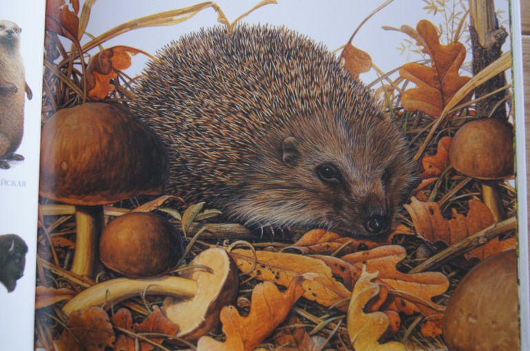 Большой атлас животных