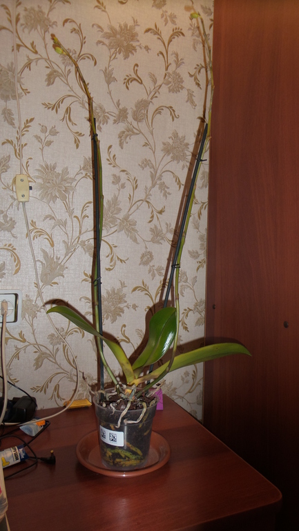 Помогите. Не знаю, что происходит с орхидеей.