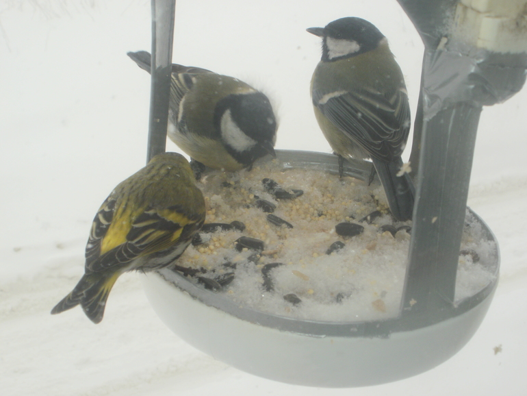 Развлечение с пользой :)