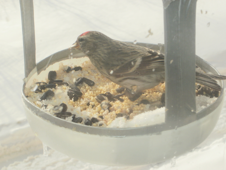 Развлечение с пользой :)