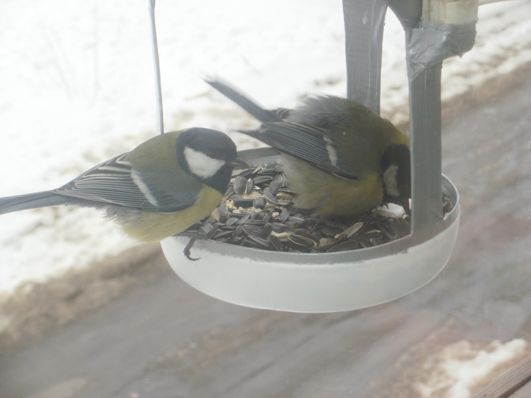 Развлечение с пользой :)