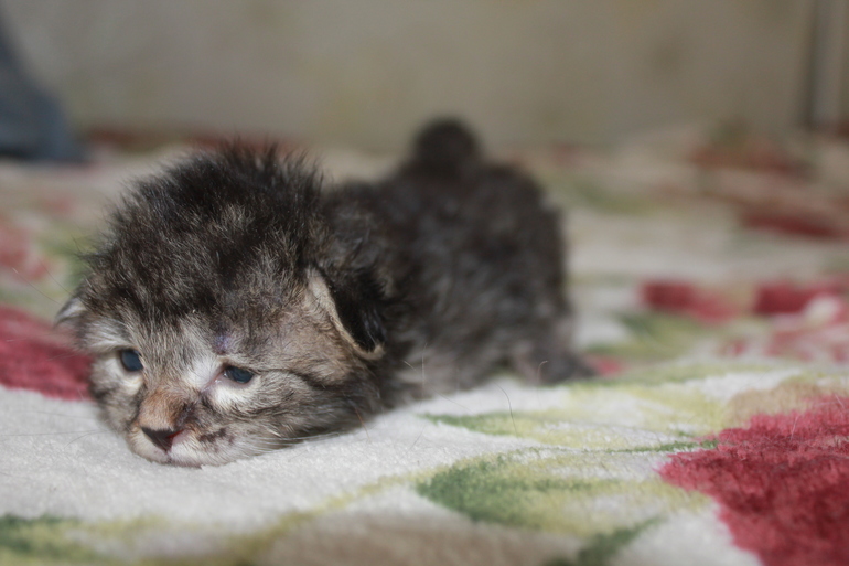 персидские котята много.