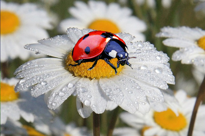 Контрольное задание № 9. Использование масок слоев