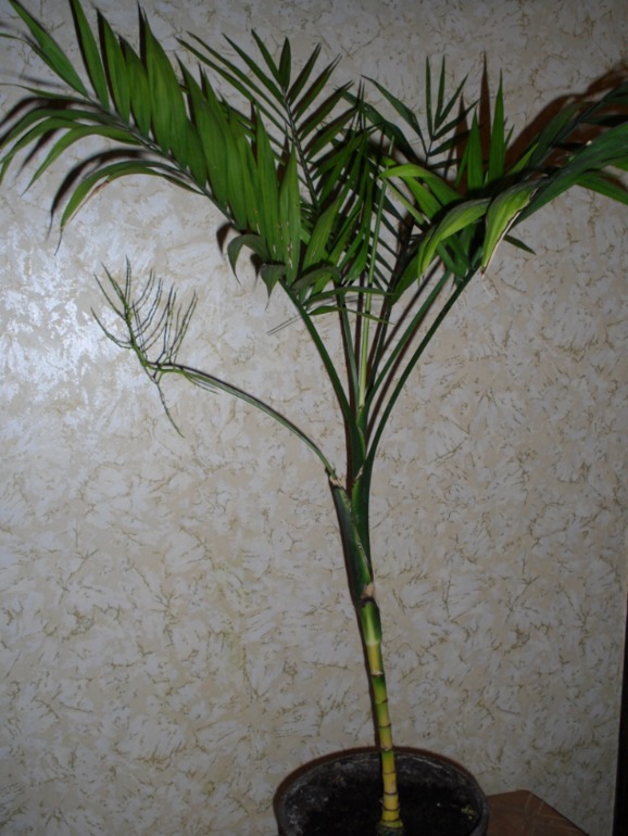 Посмотрите-помогите советом