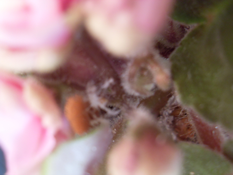 Белая паутина! HELP!