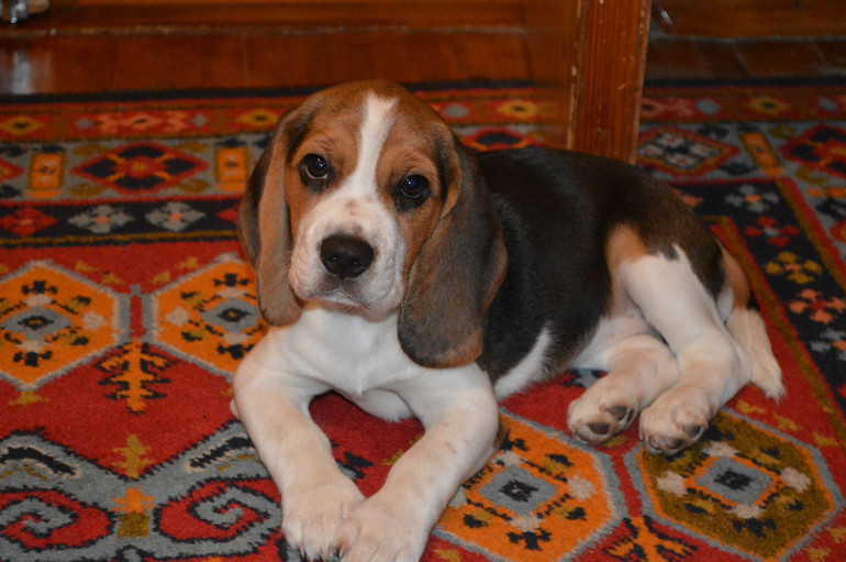 Приветик, я к вам,потому что вторую неделю у нас живет вот такое чудо!!!