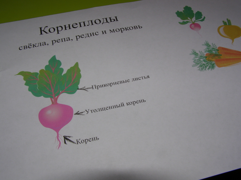 ТН Овощная. Свёкла, репа и редис.